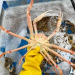[북평대게] 일본 북해도 훗카이도 활 대게2kg(3-5미내외) : 북평대게