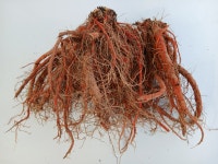 생단삼 : 한길타조농장