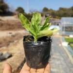 금잔화 야생화3치포트 정원가꾸기 정원꾸미기 : 산들아농장