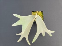 박쥐란 윌링키 sp. Platycerium Willinckii sp. [ 랜덤상품 ] : 식물가게 사월오일