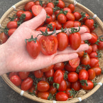 쿠마토 토망고 흑대추방울토마토 망고향 한라봉향 스테비아 방울토마토 : 이웃밭농부