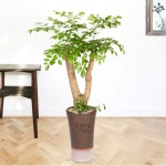 대구 개업 축하 화분배달 해피트리 나무 대형 화분 배달 : 굿서비스 전국 꽃배달