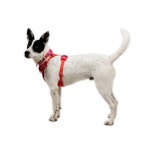 러프웨어 프런트 레인지 플렉스 하네스 2026SS 강아지 앞섬방지 가슴줄 : 펠리펫