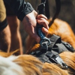 러프웨어 리드줄 릿지라인 리쉬 핸즈프리 강아지리드줄 : 댕댕상회스토어