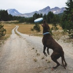 러프웨어 원반 캠프 플라이어 : 댕댕상회스토어