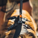 러프웨어 리드줄 릿지라인 리쉬 핸즈프리 강아지리드줄 : 댕댕상회스토어