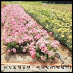 사계장미 땅장미 색상랜덤배송 포트묘 : 대한조경농원