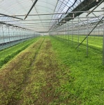 국내산 노지 함평 무농약 생쑥 봄나물 당일채취 쑥나물 200g 400g 1kg : 현유통