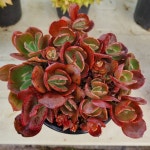 [수암다육] 수연 랜덤발송 Echeveria Suyon 다육 다육이 다육식물 반려식물 국민다육 105 : 수암다육농장