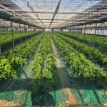 대저하늘농장 짭짤이 짭짜리 부산 대저 토마토 : 대저하늘농장