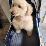 강아지 유모차 방석 애견 쿠션 개모차 오가닉 원터치 가드 라이너 모달차콜 소 : 해피앤퍼피