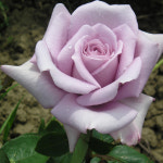 사계장미 블루문 6치포트 정원수 블루문장미 관목 봄꽃나무 : 어반플랜츠