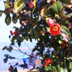 서천 쭈꾸미축제+마량리 동백나무숲+예산 추사고택 벚꽃 서천시티투어 : 로망스투어