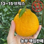 창주농장 고당도 노지한라봉 13~15 브릭스 미니, 5kg, 1개 : 창주농장
