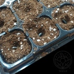 싱크디피 50구 농장모종트레이 식물발아트레이 학교원예용모종판 : 싱크디피