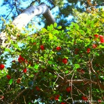 [당일여행] 거제 지심도 동백꽃 트레킹 (부산출발) : 자연여행사