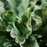 산지직송 국산 옆채류 유기농 배추 수작업 검수 1kg 2kg : 옆채류 재성 농장