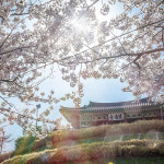 [리무진] 낭만가득 벚꽃 여행 강릉 경포대 벚꽃 축제 오죽헌 강릉중앙시장 당일 : 로망스투어
