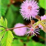 꽃씨 꽃씨앗 미모사 관공서 50립 학교 키우기 사무실 24EW6285CA : JHP02439