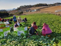 싱싱농장 전남 진도 해풍맞고자란 제철 햇 봄동 배추 겉절이 무침 1KG : 명희공판장