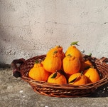 하로농원 제주 노지 한라봉5kg 산지직송 제철 감귤 : 움직이는잡화점