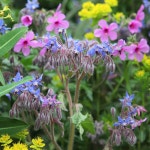 보리지 [4포트] (복남이네야생화 Common Borage Borage 별꽃 허브) : 복남이네야생화