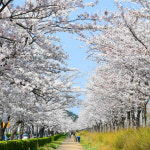 [리무진] 낭만가득 벚꽃 여행 강릉 경포대 벚꽃 축제 오죽헌 강릉중앙시장 당일 : 로망스투어