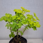 (동일상품 발송) 벅스웰 골든애니버서리 리갈제라늄 : 플라잉팜