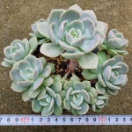 [수암다육] 런요니 단품 Echeveria runyonii 다육 아프리카식물 다육식물 수입다육 플랜테리어 경설 : 수암다육농장