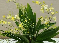 환타지아.팝콘해피트윙클.특대품.초콜릿향.꽃대없음.예쁜노랑에서크림색.꽃이팝콘과닮음.색상예쁨.향이진짜좋습니다.인기상품 : 꽃천지