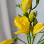 [화담소] 노랑 팡팡 봄 꽃 프리지아 생화 꽃다발 : 화담소-Hwadamso