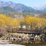 구례 산수유 사랑공원 꽃 축제 조식 중식 제공 버스 당일여행 : 신세계해피투어