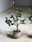 서향동백 : deep garden