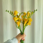 오그리토그리 후리지아 프리지아 꽃다발 봄꽃 생화택배싼곳 : 오그리토그리