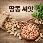 땅콩 씨앗 종자 60g 땅콩씨 국산 국내산 : 한양농업마트