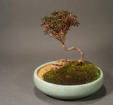 백두산좀철쭉 (조을녀) + 늘솜 화분 426 : 늘솜-자연을담다