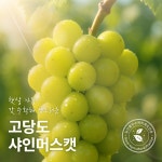 2026년 고당도 샤인머스켓 / 김천시 영농후계자 선정 농가에서 엄선재배 : 샤인밸리팜