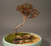 백두산좀철쭉 (조을녀) + 늘솜 화분 426 : 늘솜-자연을담다