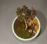 백두산좀철쭉 (조을녀) + 늘솜 화분 426 : 늘솜-자연을담다