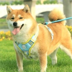 방수 원단 대비색 미끄럼 방지 야간 반사 조절 가슴끈 강아지 목줄 조끼 1. Pink : 지이유14호점