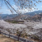 하동 화개장터 벚꽃축제 섬진강변 십리벚꽃길 조식 중식 제공 버스 당일여행 : 신세계해피투어