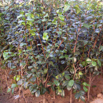 애기동백 묘목 H1.2m 남부수종 관상수 조경수 : 우림원예가든센터