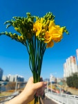 [꽃한스푼]프리지아 생화 양재꽃도매시장 후리지아 신선배송 20송이, 30송이 반짝행사 : 꽃 한스푼