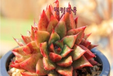 다육식물 로즈메리 군생 매혹의창 희귀 다육이 핑키농장 종류 이름 식물키우기 : 핑키다육