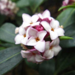 서향 천리향 화분묘 남부수종 관상수 조경수 : 우림원예가든센터