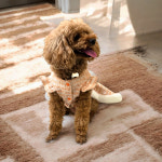 [펫보드레] 상큼 톡톡 프릴 강아지 트위드 원피스 드레스 : 펫보드레