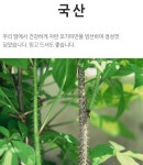에스엠웰빙(SM웰빙)건강약초 | 신선약초 국산 오가피 즙 엑기스 110ml 30포 건강즙 : 웰빙인스토어