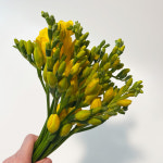 [꽃사탕] 프리지아 생화 10줄기 20줄기, 봄을 나누는 꽃 : 꽃 사탕