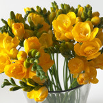 [꽃사탕] 프리지아 생화 10줄기 20줄기, 봄을 나누는 꽃 : 꽃 사탕