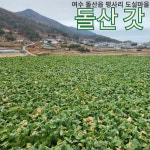 여수갓 여수돌산갓 돌산갓 생갓 갓김치 갓 10kg : 팜리패밀리
